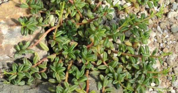 How to Grow and Take Care for Peperomia Nivalis