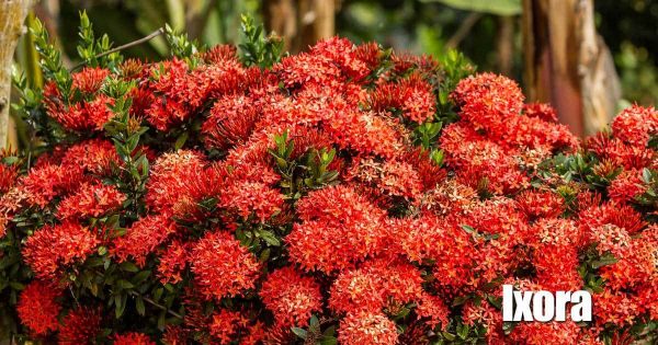 Dwarf Ixora plant : Growing And Care