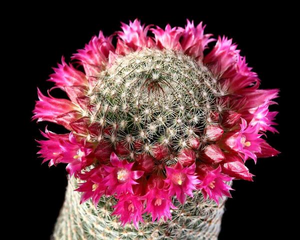 Pincushion Cactus: How To Grow and Care