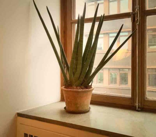 Sansevieria Cylindrica Care: Growing The Cylindrical Snake Plant