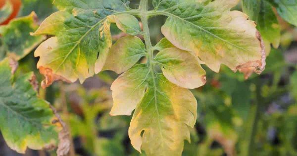 Why Tomato Plants Leaves Turn Yellow
