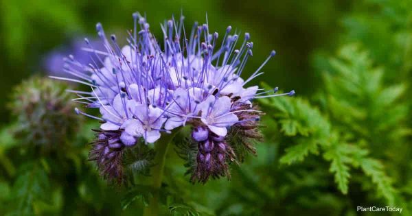 Lacy Phacelia Care Tips