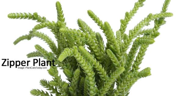 Tips On Watch Chain Plant Care