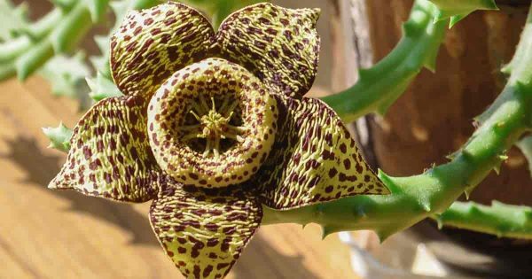 Carrion Flower Stapelia – Giant Cactus Starfish Plant