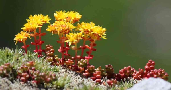 Sedum Divergens Care