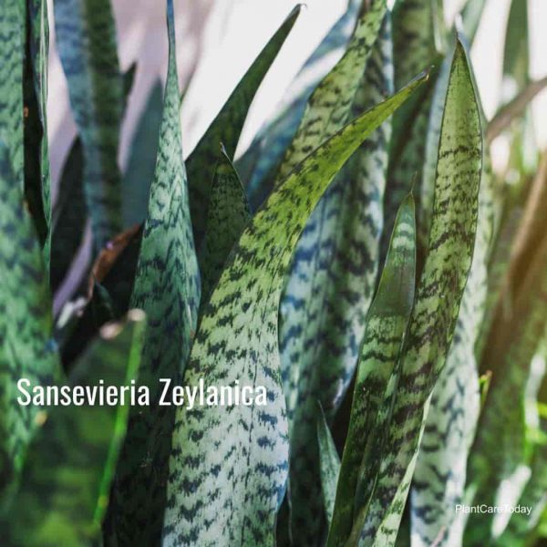 How To Care For Sansevieria Zeylanica