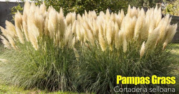 Pampas Grass Care
