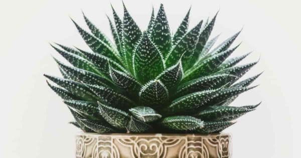 How To Grow The Pearl Plant