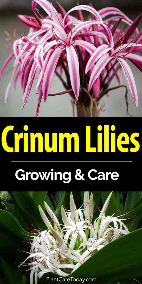 Crinum Lily Bulbs: How To Care For Crinum Lilies