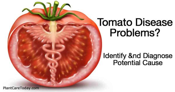 Having Tomato Disease Problems? Identification Key