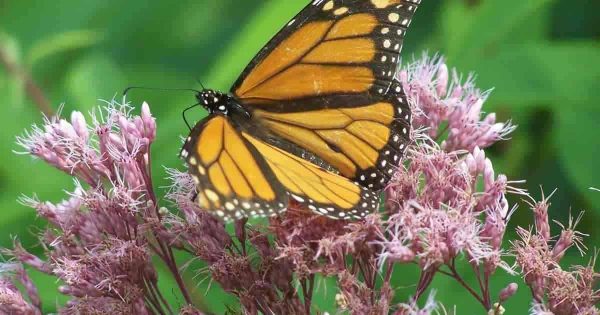 Beautiful Joe Pye Weed – How To Grow And How Useful Is It?