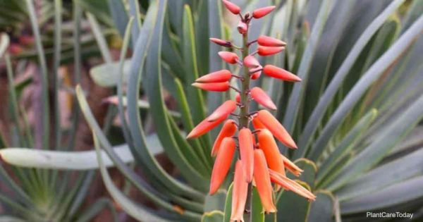 Caring For Aloe Plicatilis