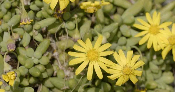 Ruby Necklace Plant Care – Growing Othonna Capensis   [Little Pickles] Succulent