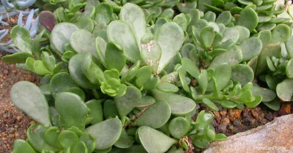 How To Care For Senecio Jacobsenii