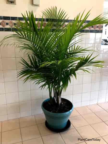 Is The Majesty Palm A BAD House Plant Or Indoor Palm?