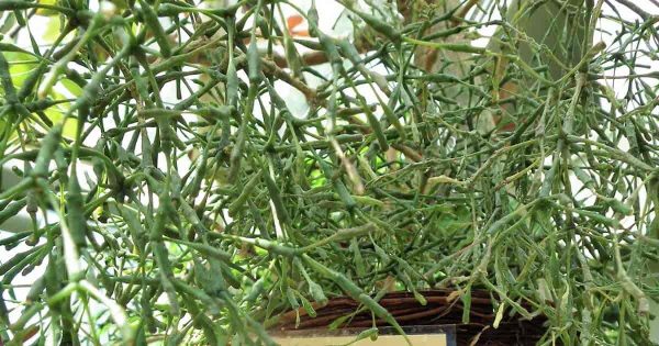 Caring For Dancing Bones Cactus