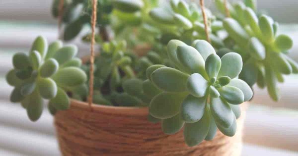 Pachyveria Care: Growing and Caring for Pachyveria Plants