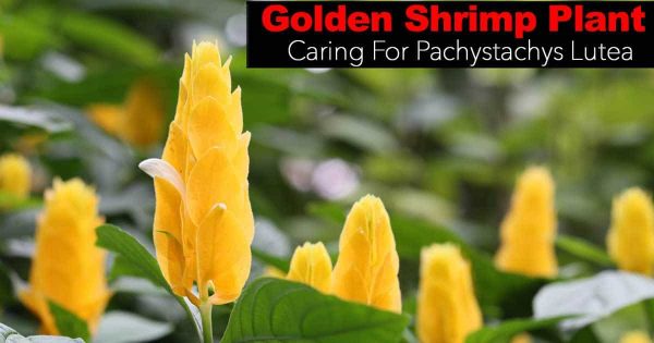 Golden Shrimp Plant: How To Care For Pachystachys Lutea