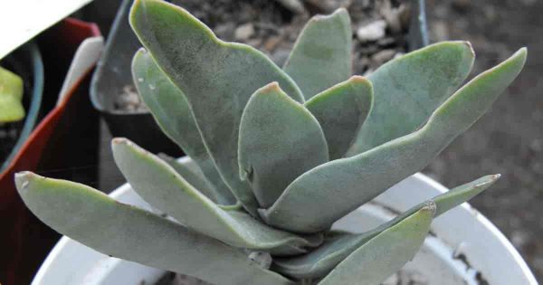 Learn How To Grow And Care For Crassula Falcata The Propeller Plant