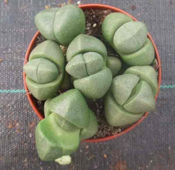 Pleiospilos Nelii: Split Rock Succulent Growing and Care Tips