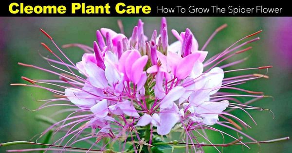 Cleome Plant Care: How To Grow The Spider Flower