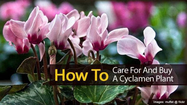 Cyclamen Care: Tips On Growing Cyclamen Plants