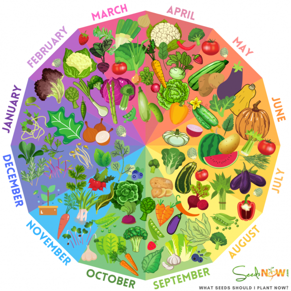 What Seeds Should I Be Planting RIGHT NOW?