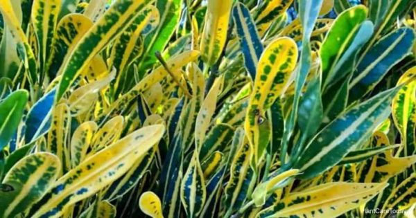 Why Is My Croton Plant Losing Its Leaves?