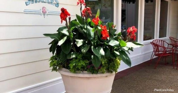 How To Store Canna Lily Bulbs