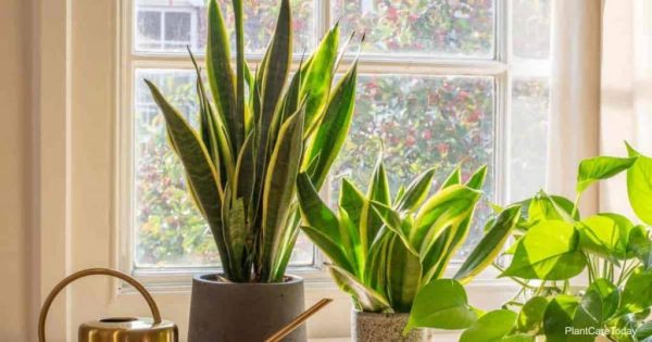 Snake Plant Light Requirements?