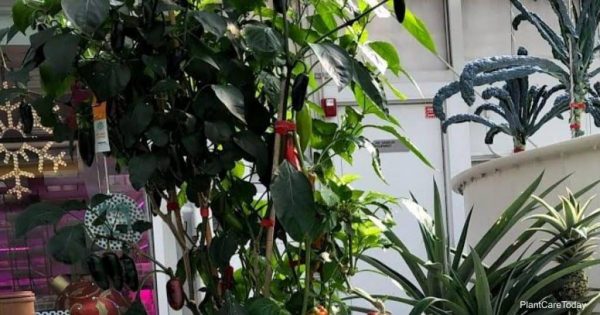 What Is Eating My Pepper Plants