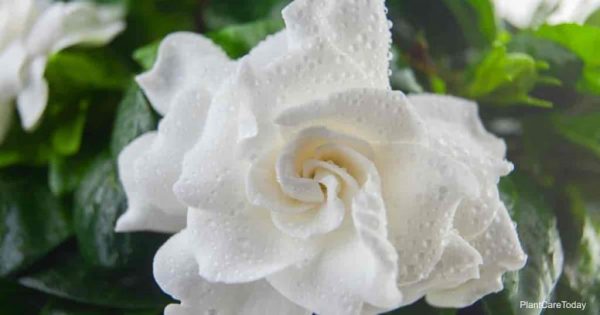 Gardenia Bud Drop: What Causes It and How To Prevent it