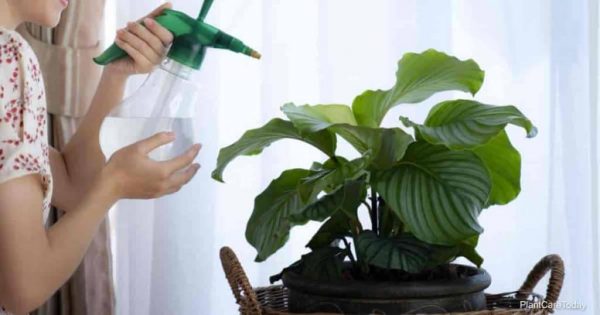 Calathea Watering: Why The Type Of Water Matters