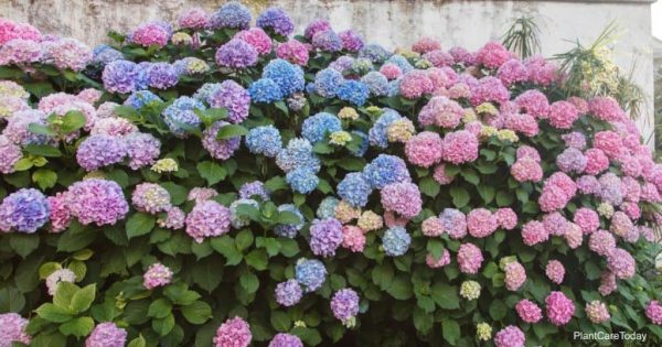 Tips On Using Vinegar To Lower Soil pH