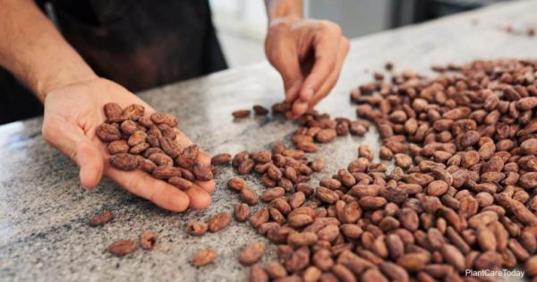 Cocoa Bean Mulch: Information On Cocoa Hull Mulch For The Garden