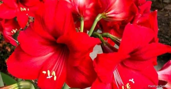 How To Care For Amaryllis Outdoors
