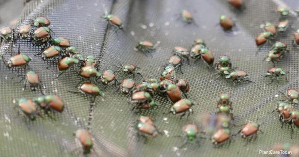 How To Naturally Get Rid Of Japanese Beetles