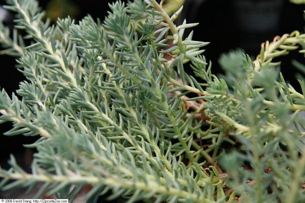 Sedum Spurium: Care Tips