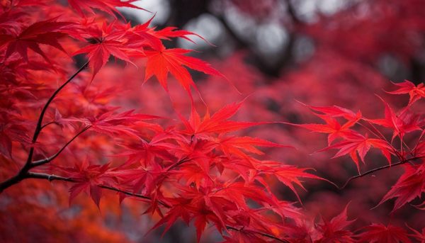 Experience the Beauty of the Red Dragon Japanese Maple